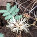 Calliandra humilis - Photo (c) Erica Fraley, μερικά δικαιώματα διατηρούνται (CC BY-NC), uploaded by Erica Fraley