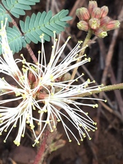 Calliandra humilis