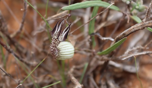 Ceropegia filiformis