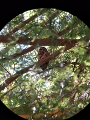 Strix occidentalis caurina