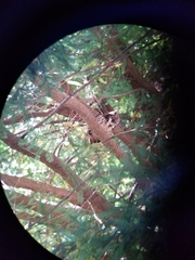 Strix occidentalis caurina