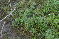 Hygrophila lacustris