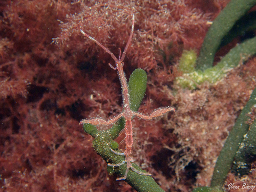 Japanese Skeleton Shrimp, Den Osse 103, 4318 TP Brouwershaven, Nederland, photo 6 of 10