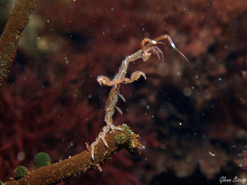 Japanese Skeleton Shrimp, Den Osse 103, 4318 TP Brouwershaven, Nederland, photo 7 of 10