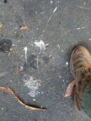 Strix occidentalis caurina