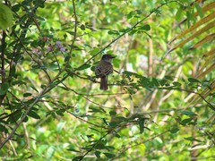 Myiarchus antillarum