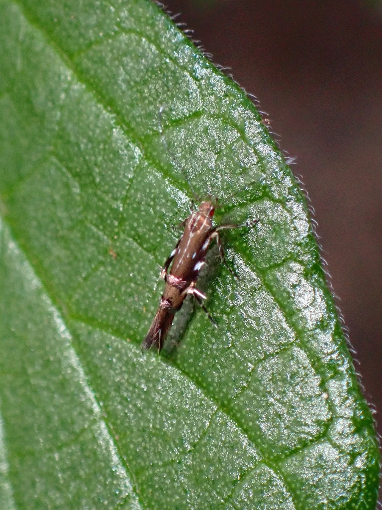 Cosmopterix turbidella