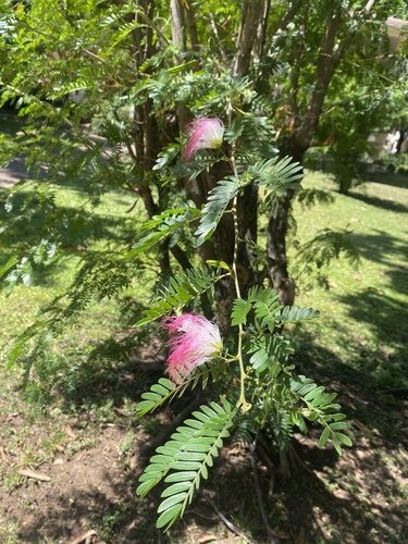 Foto de Esponjinha