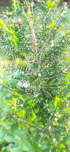 Common besom heath
