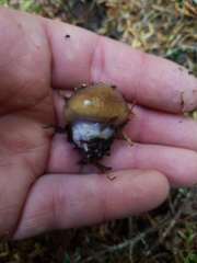 Cortinarius seidliae