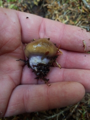 Cortinarius seidliae