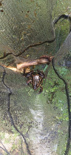 Komplex Kleiner Wasserfrosch