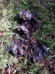 Odocoileus hemionus sitkensis