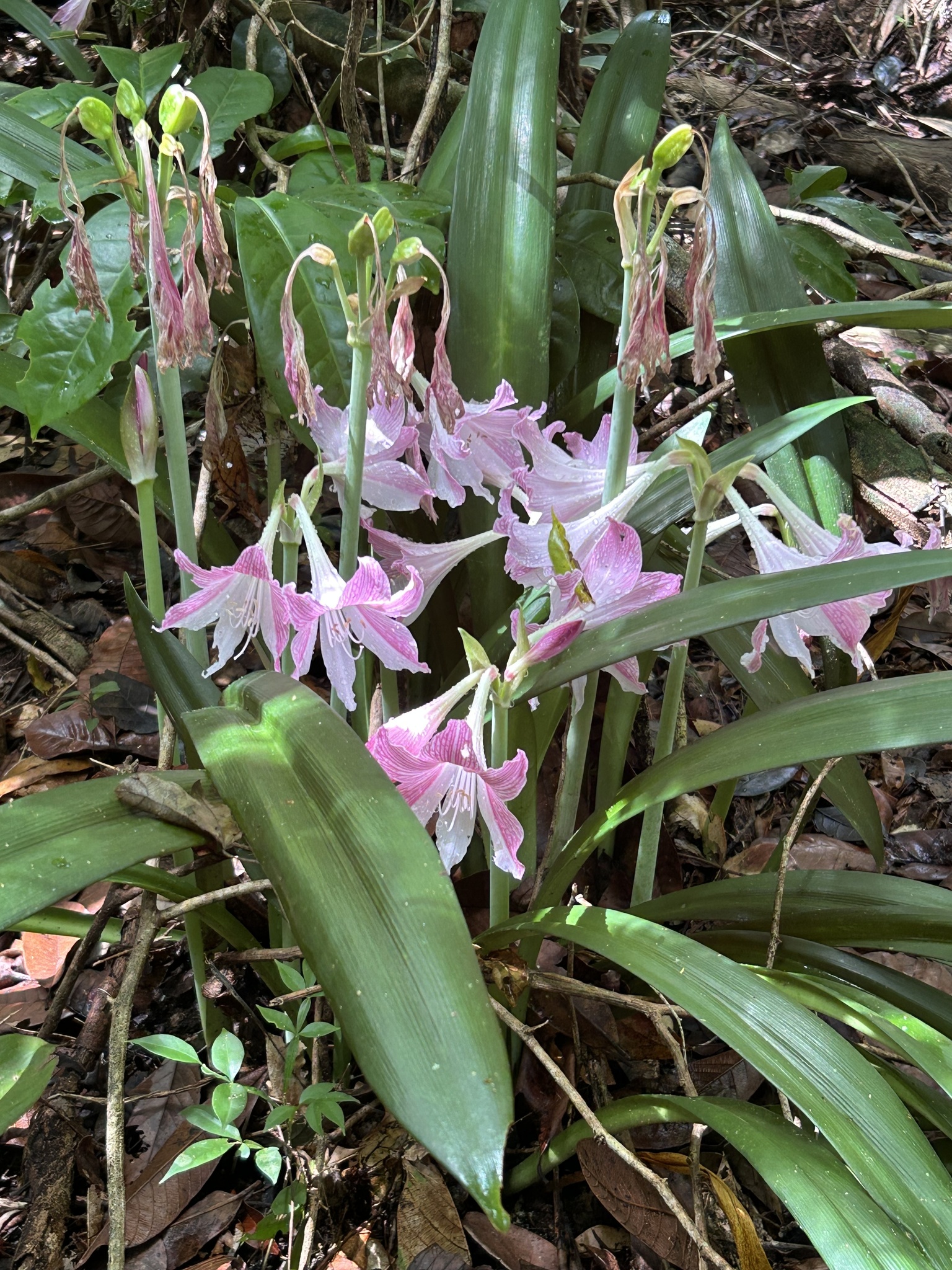 Imagem de Amaryllis