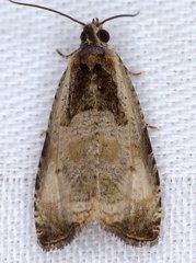 Olethreutes punctanum