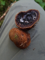 Elaphomyces muricatus