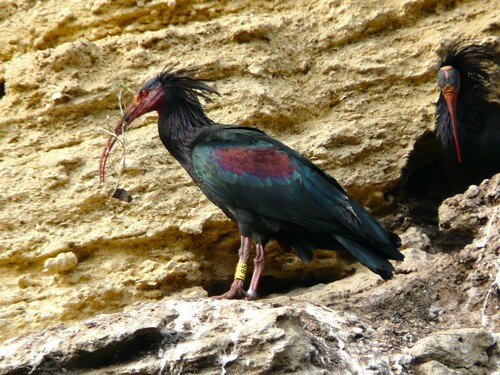 Ibis eremita (Geronticus eremita)