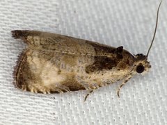 Olethreutes punctanum