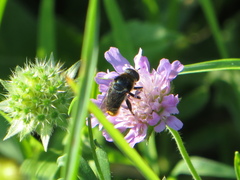 Merodon constans