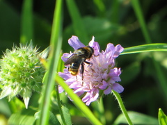 Merodon constans