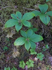 Cornus unalaschkensis