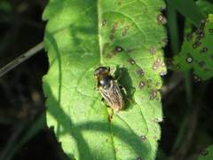 Merodon constans