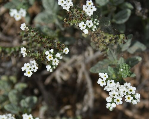 Wavy heliotrope (Heliotropium ramosissimum)