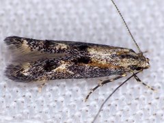 Blastodacna atra