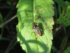 Merodon constans