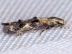 Blastodacna atra