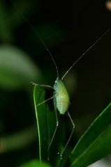 Orthoptera