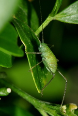 Orthoptera
