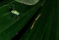Orthoptera