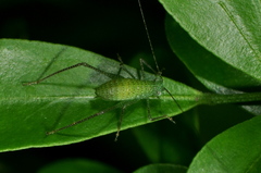 Orthoptera