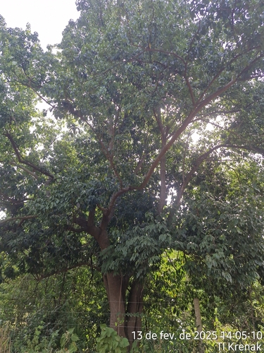Foto de Pau dalho