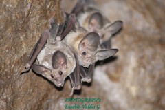 Macrotus waterhousii