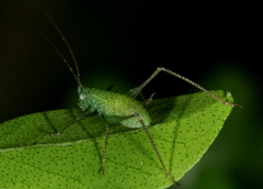 Orthoptera