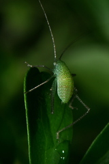 Orthoptera