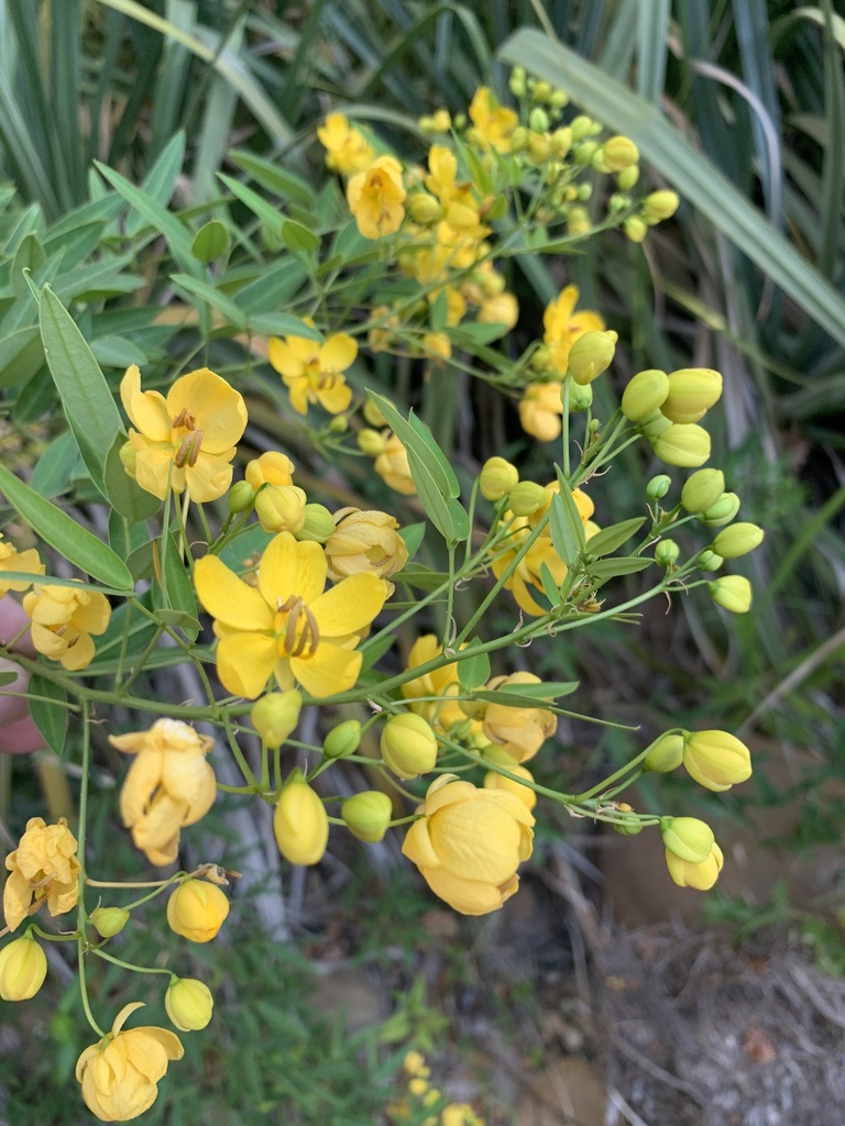 Senna corymbosa, Noordwal East, Stellenbosch, Western Cape, ZA