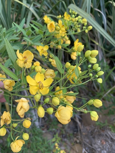 Senna corymbosa