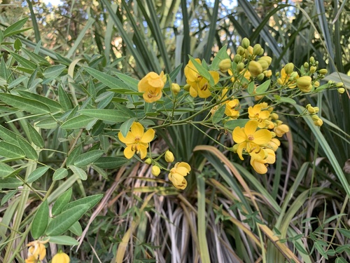 Senna corymbosa