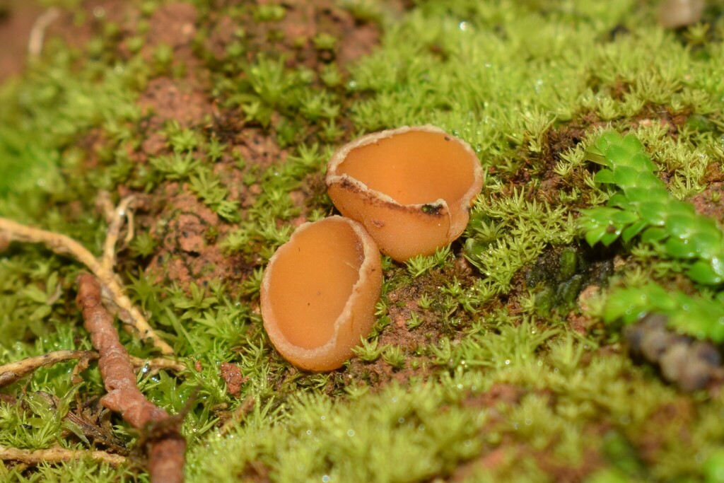 Geopyxis majalis