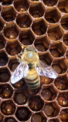 Apis mellifera
