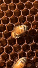 Apis mellifera