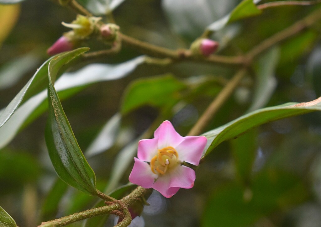 Blakea aeruginosa
