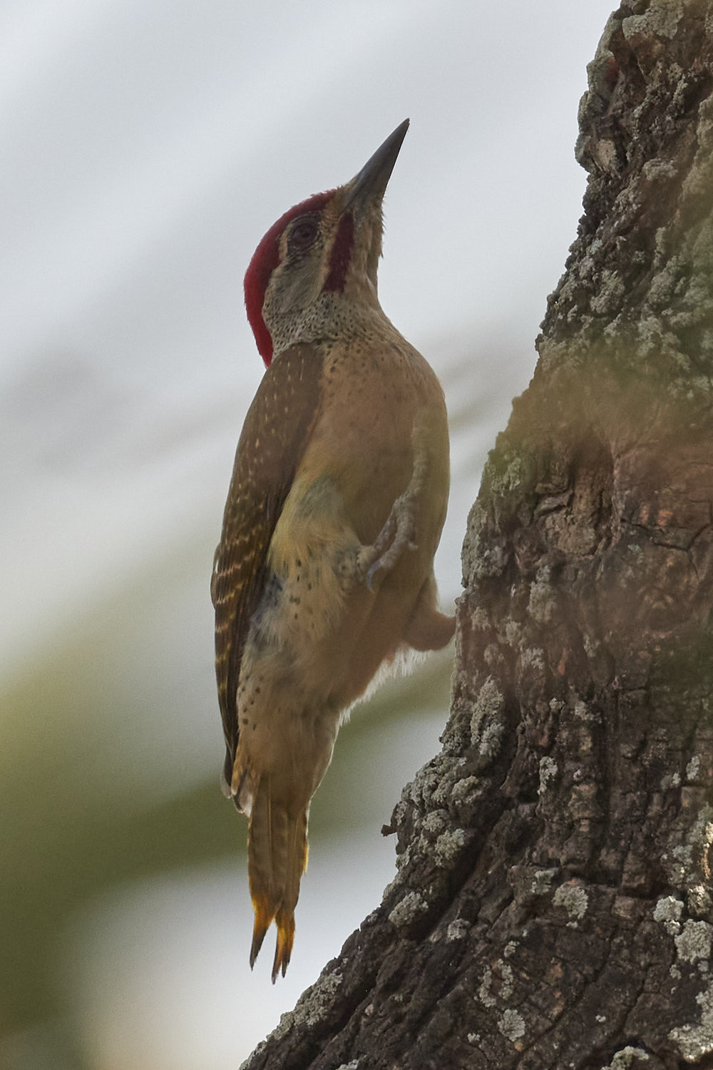 Fine-spotted Woodpecker (Campethera punctuligera), photo 3