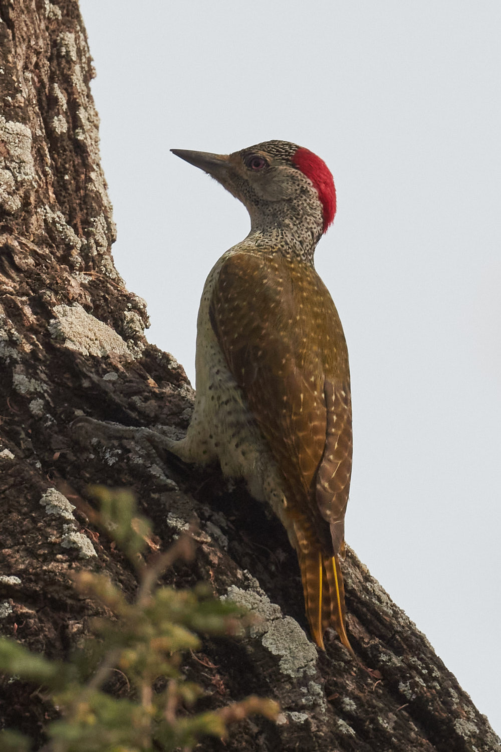 Fine-spotted Woodpecker (Campethera punctuligera), photo 1
