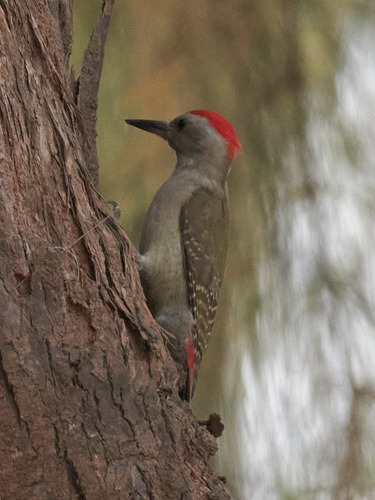 African Grey Woodpecker (Dendropicos goertae), photo 8