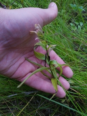 Castilleja unalaschcensis