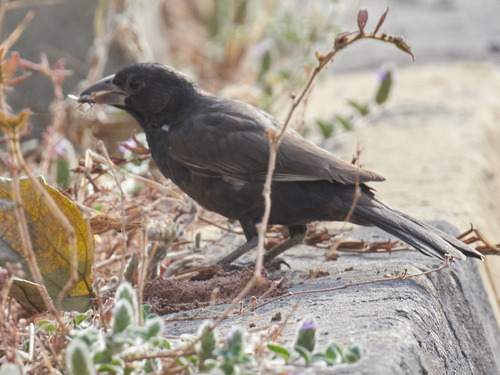 White-billed Buffalo Weaver (Bubalornis albirostris), photo 5